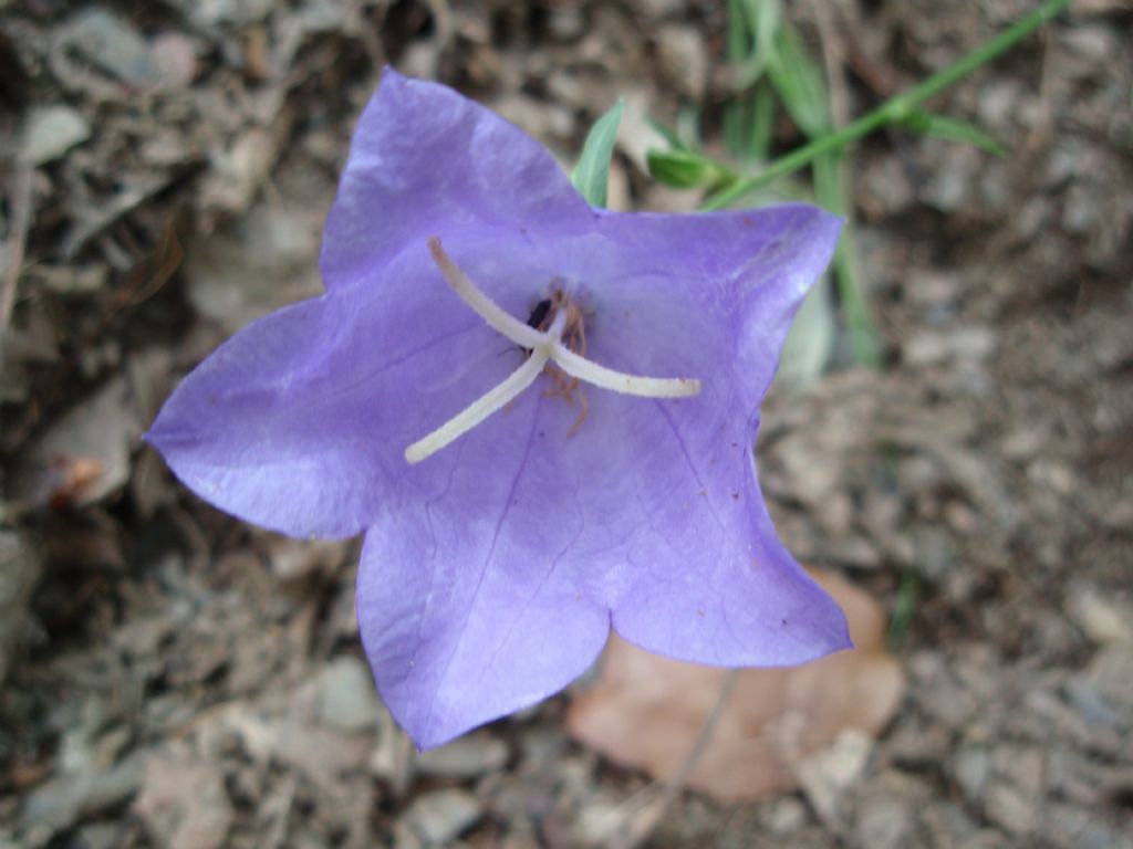 Campanula persicifolia e Campanula macrorhiza